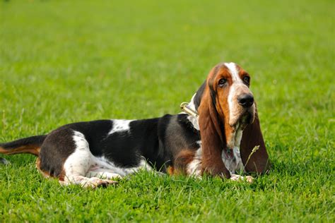 Basset Hound Colors: A Dog Lovers Guide To Coat Colors