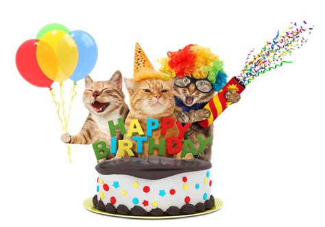 How to Throw a Cat Birthday Party | Arm & Hammer Cat Litter