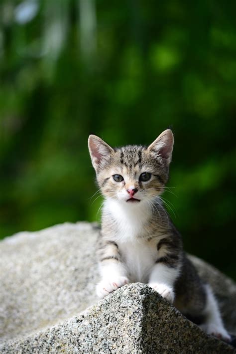 Young Male Kitten - First outdoor photo session with this cute male ...