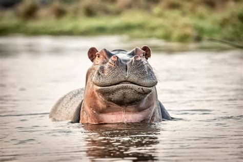 What Does a Hippo Sound Like? Hippo Sounds Explained