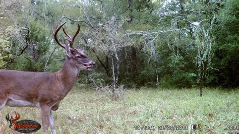 old buck is still alive - Texas Hunting Forum