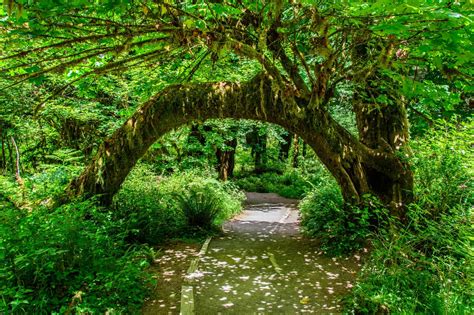 Hoh Rain Forest Olympic National Park