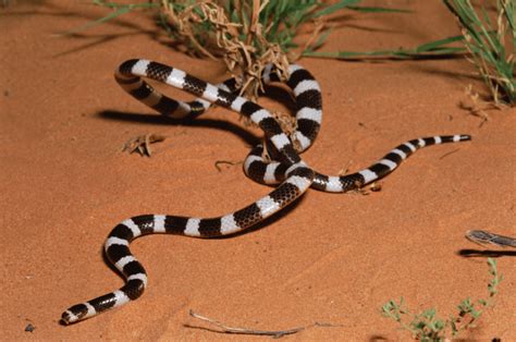 Beautifully striped, terribly in danger: Meet Australia’s bandy-bandy ...