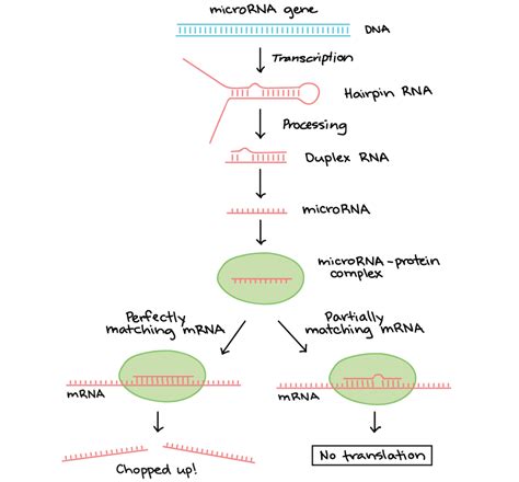 Mrna Transcription Diagram