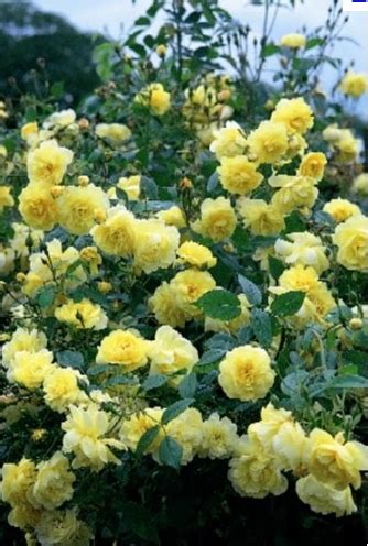 Knockout roses on Pinterest | Rose Trees, Yellow Roses and Yellow