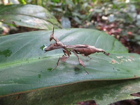 Dragon Mantis from Pastaza, EC-PA, EC on February 14, 2014 at 10:17 AM ...