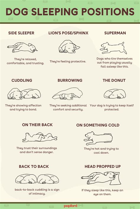 Dog Sleeping Positions Meanings & Chart: 10 Positions Explained in 2023 ...