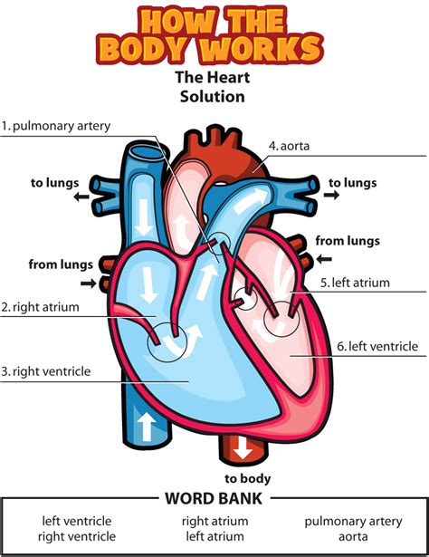 Pin by Ines Galindo on anatomía | Human body systems, Teaching science ...