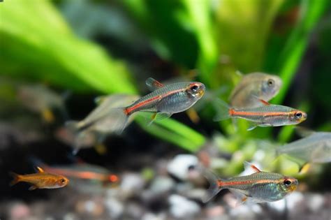 Glowlight Tetra 101: Care, Tank Mates, Breeding & More