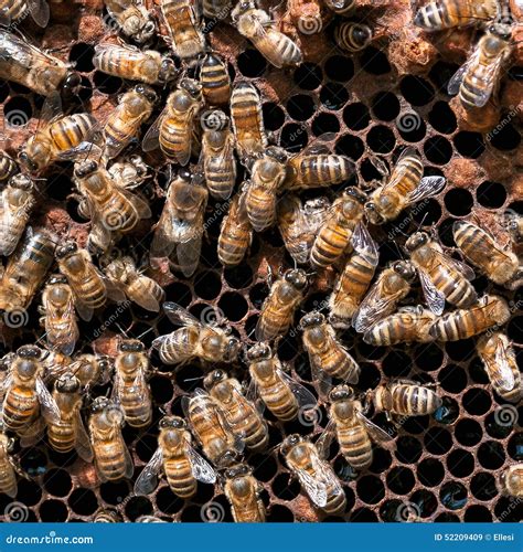 Worker bees stock image. Image of beehive, propolis, hive - 52209409