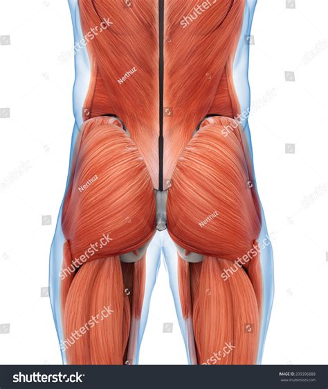 Buttock Muscles Anatomy Stock Photo 299396888 : Shutterstock