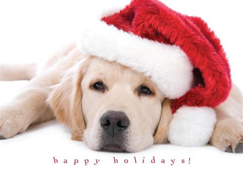 Postales de animales para Navidad 2022 - AnimalesMascotas