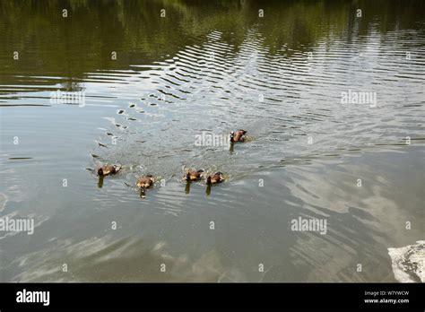 Feeding a swimming duck and ducklings on a pond in Europe Stock Photo ...