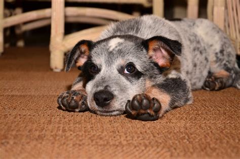 Blue Heeler Size Guide: How Big Do Australian Cattle Dogs Get? - Puppy ...