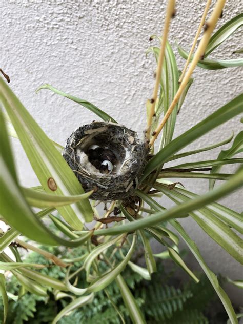 Two baby hummingbirds hatched today in their nest on my front porch ...