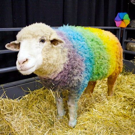 Rainbow Sheep | MousseFromSacto | Flickr