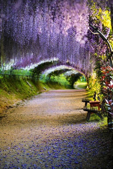 The Wisteria Tunnel - Japan