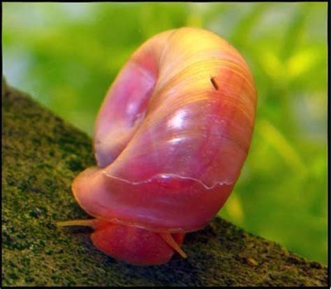 Image result for Pink Snail (With images) | Aquarium snails, Snail ...