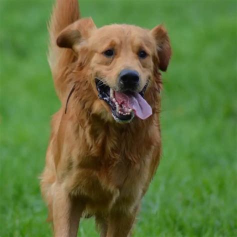 Golden Retriever Rescue In Minnesota (Adopt A Golden Near You) – Golden ...