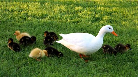 Download White Duck With Cute Ducklings Wallpaper | Wallpapers.com