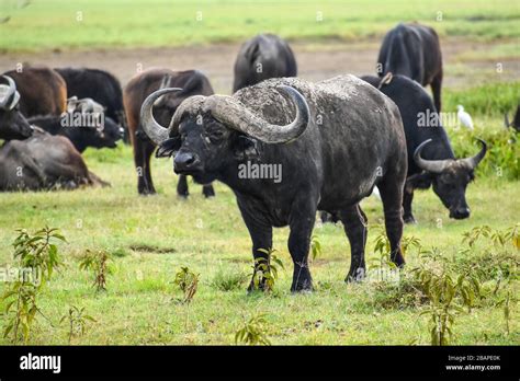 Water buffalo herd hi-res stock photography and images - Alamy