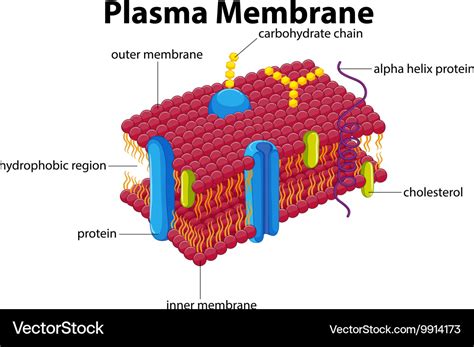 Diagram with plasma membrane Royalty Free Vector Image