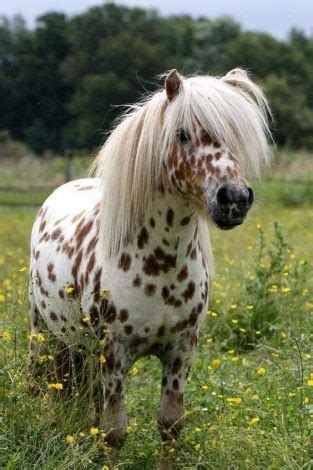 Shetland Pony: Characteristics, Facts, Temperament