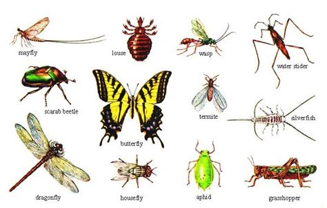 Unit 10 Arthropoda Flashcards by ProProfs