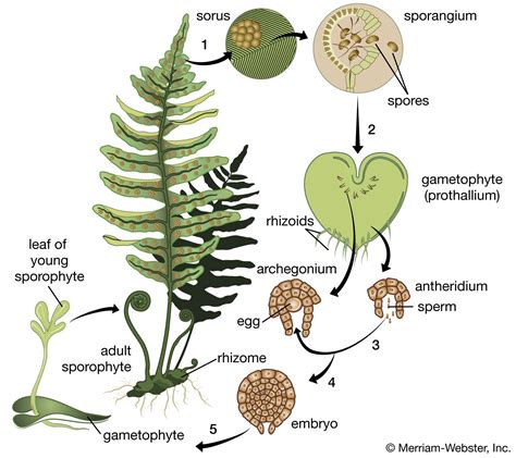 Pengertian Ciri Ciri Dan Jenis Jenis Tumbuhan Paku Pteridophyta Xx ...