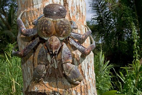 Coconut Crab (Birgus latro) the largest … – Bild kaufen – 70455123 ...