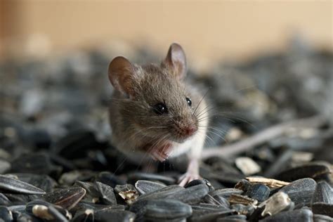 What Steps do Exterminators Take to Eradicate the Presence of Mice ...