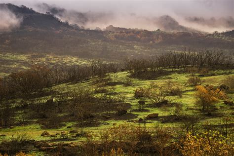 Bay Nature: What Spring Wildflowers Tell You About the North Bay Fires