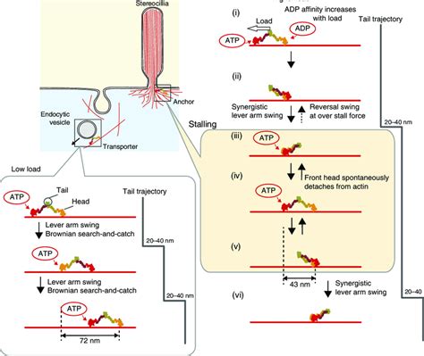 | Force-dependent transport and anchoring mechanisms of myosin VI. (a ...