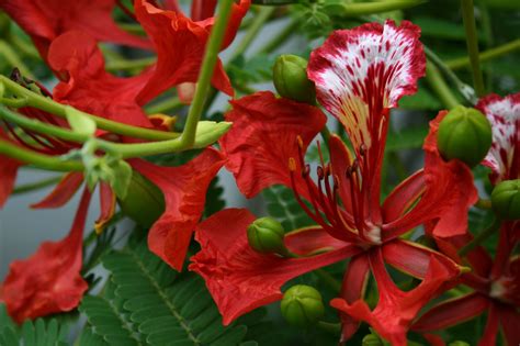 My poinciana in flower | Poinciana, Plants, Flowers