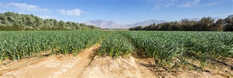 Agriculture Negev Desert Israel Stock Photos - Download 262 Royalty ...