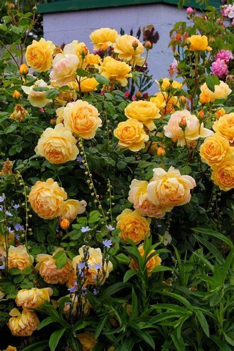 Golden Celebration Rose : r/Roses