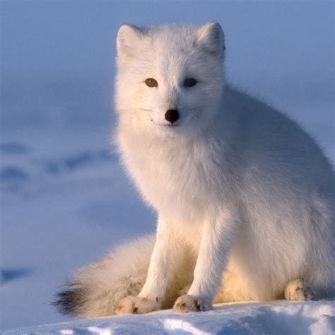 20 fun facts about arctic foxes Fox arctic wallpapers artic snow foxes ...