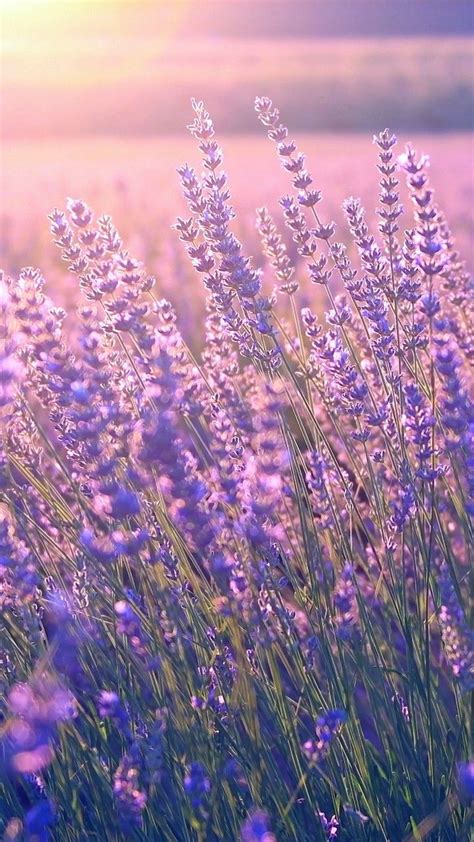 Lavenders... | Purple flowers wallpaper, Flowers photography wallpaper ...