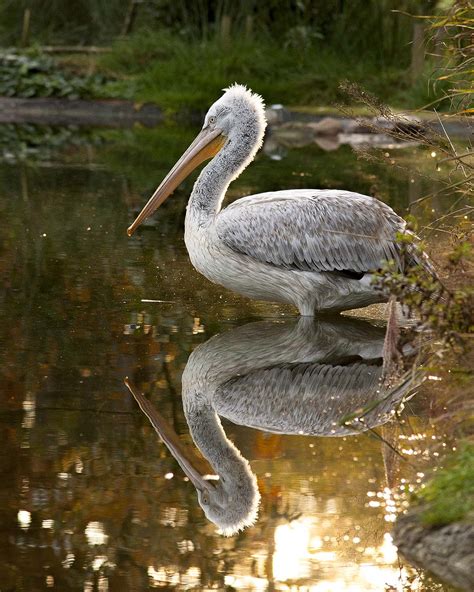 Alles over de pelikaan | Ontmoet onze dieren | DierenPark Amersfoort