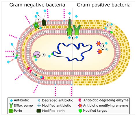 Antibiotics | Free Full-Text | Bacterial Resistance to Antimicrobial Agents