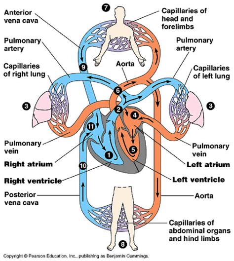 Science: CIRCULATORY SYSTEM