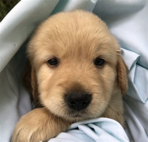 Golden Retriever Puppies For Sale | Great Valley, NY #299210