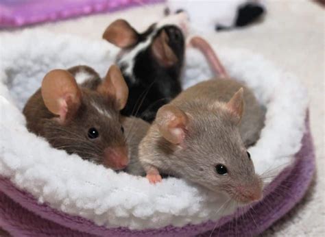 Do Pet Mice Attract Other Animals Into The House? – North American Nature