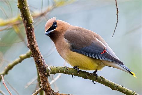 Cedar Waxwings - Sleek and Handsome | BirdNote