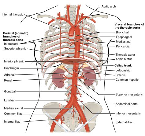 Thoracic Aorta - StoryMD