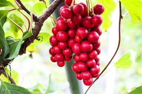 Schisandra plant for Herbal Naturopathy: properties, benefits, uses ...