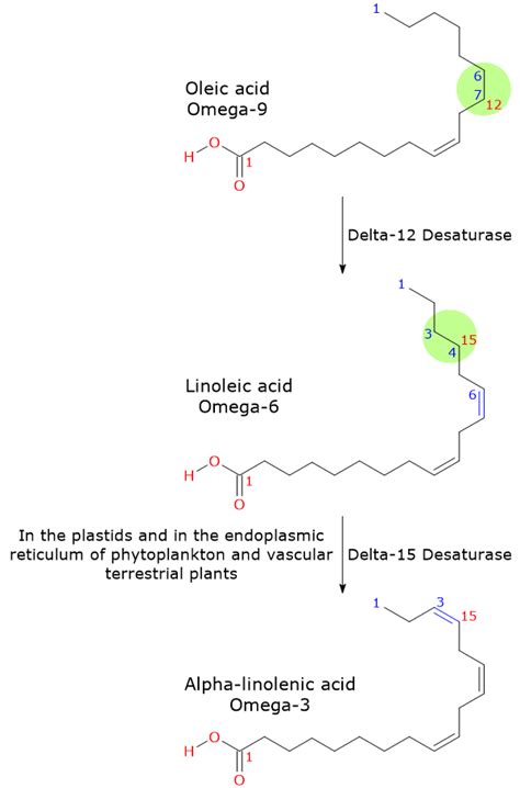 Essential fatty acids - Tuscany Diet