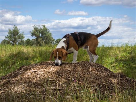 Pet Safe Mulch - Information About Mulch Application Issues When You ...