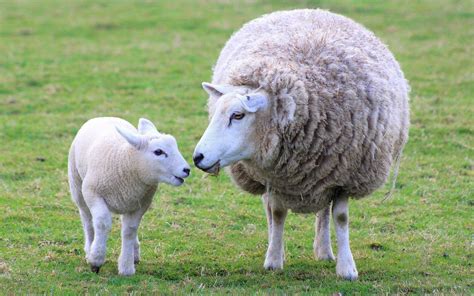 Free photo: Sheep and Lamb - Animal, Farm, Flock - Free Download - Jooinn