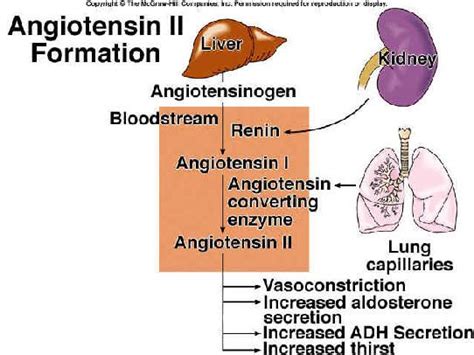 17 Best images about Kidney-Patho on Pinterest | Canada, Medicine and ...